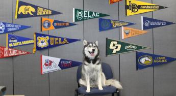 Photo of a husky dog sitting in front of pennants from multiple educational institutions.