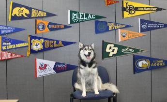 Photo of a husky dog sitting in front of pennants from multiple educational institutions.