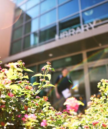 Shrub on Library 