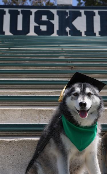 Husky Dog